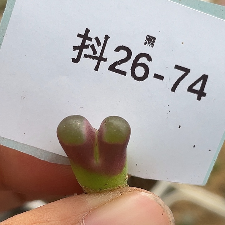 26-74小磁铁多肉植物