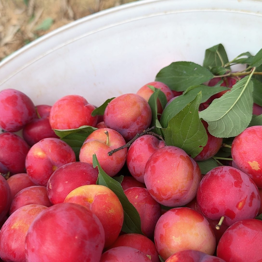 布朗5斤中国大陆