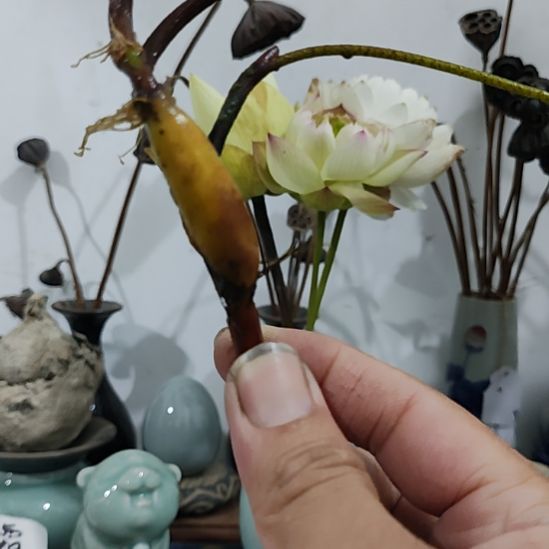 当前无花栽培后可以开花☆下播福利:惊喜盲盒！