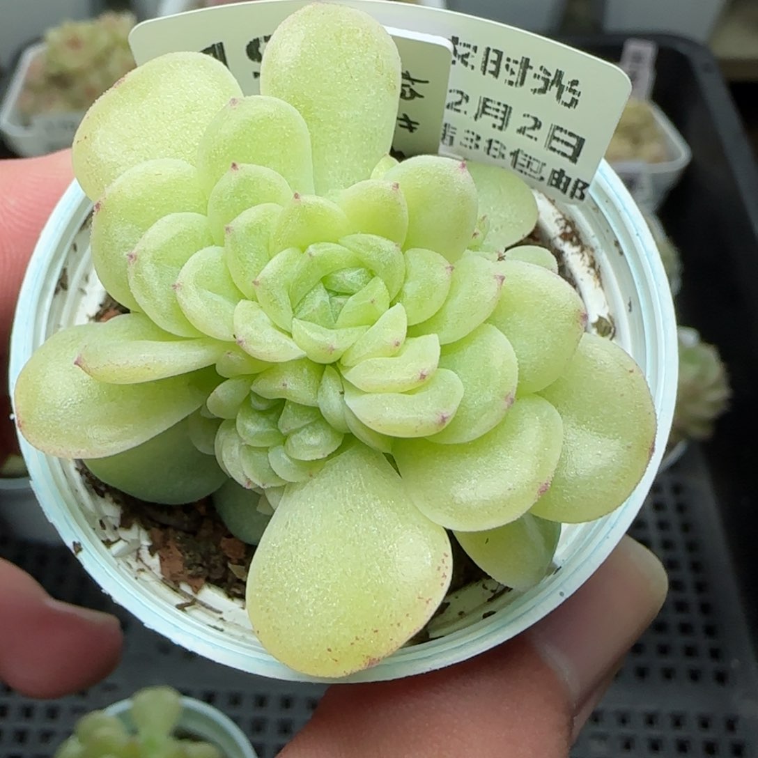 绥*0202-191（棉花卷）