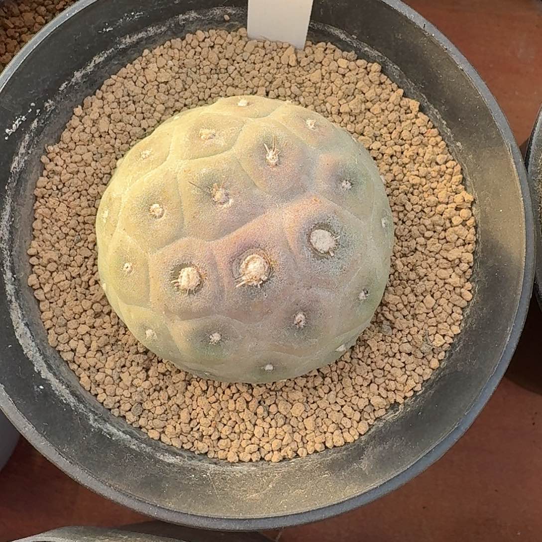 124号习志野仙人球