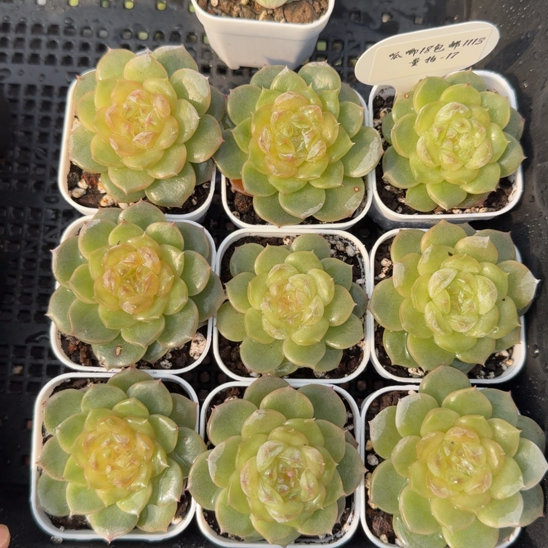 1113-17-冰沙单头量拍