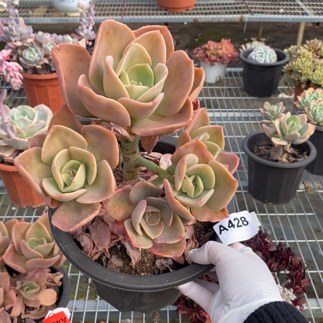 428贺氏老桩一物一拍