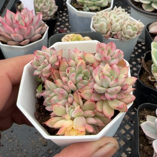 50女雏锦一物一拍多肉