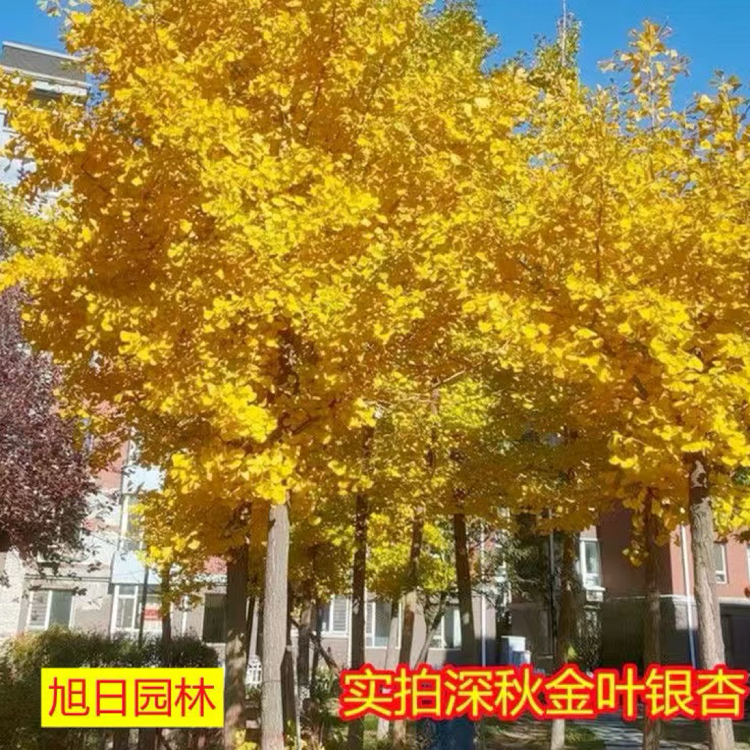 银杏树活苗金叶白果庭院绿化行道树南北方种植