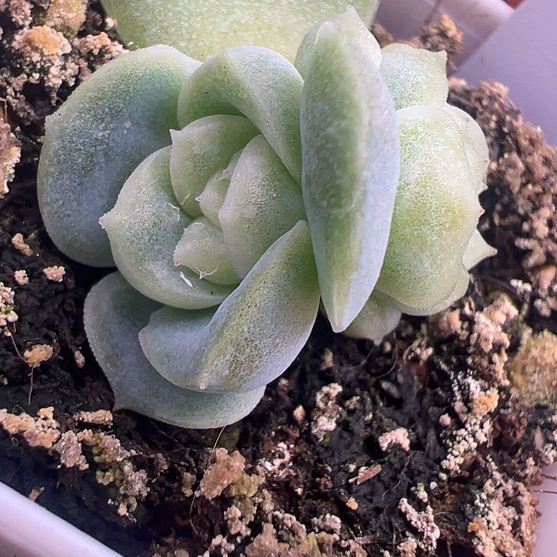 幸***a茉莉。      双头。  