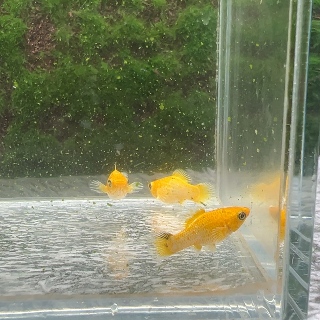 黑玛丽鱼鱼苗3条。  