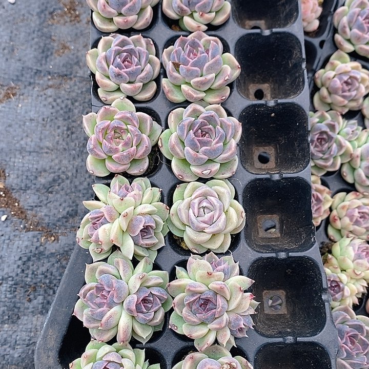 155 多肉植物盆栽花卉植物