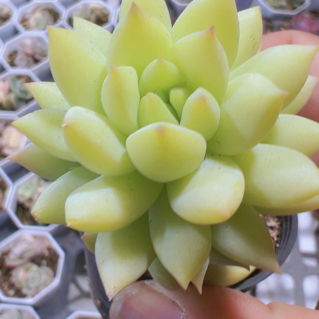 镜玉2盆19包邮多肉