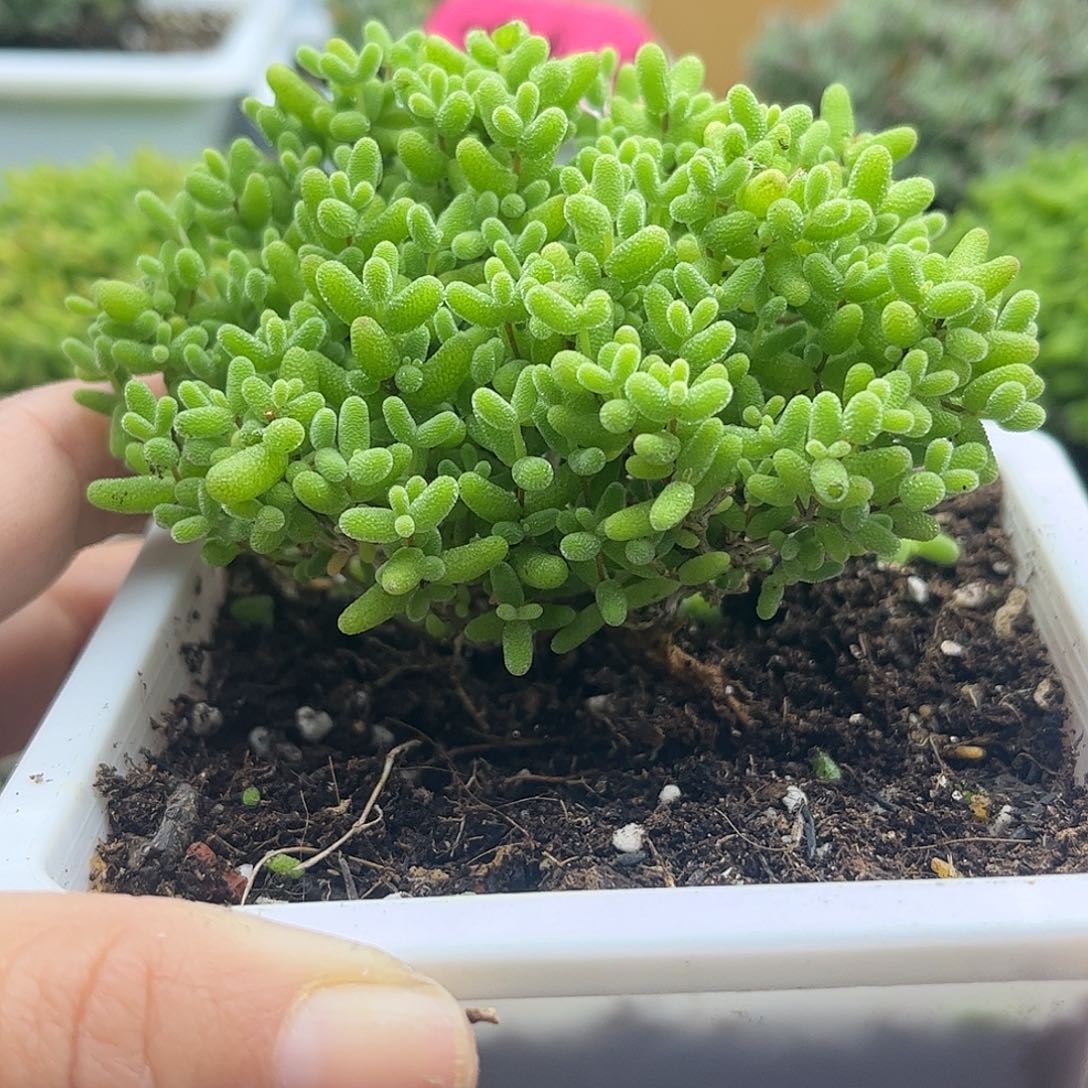 35蜜桔糖球优选枝干