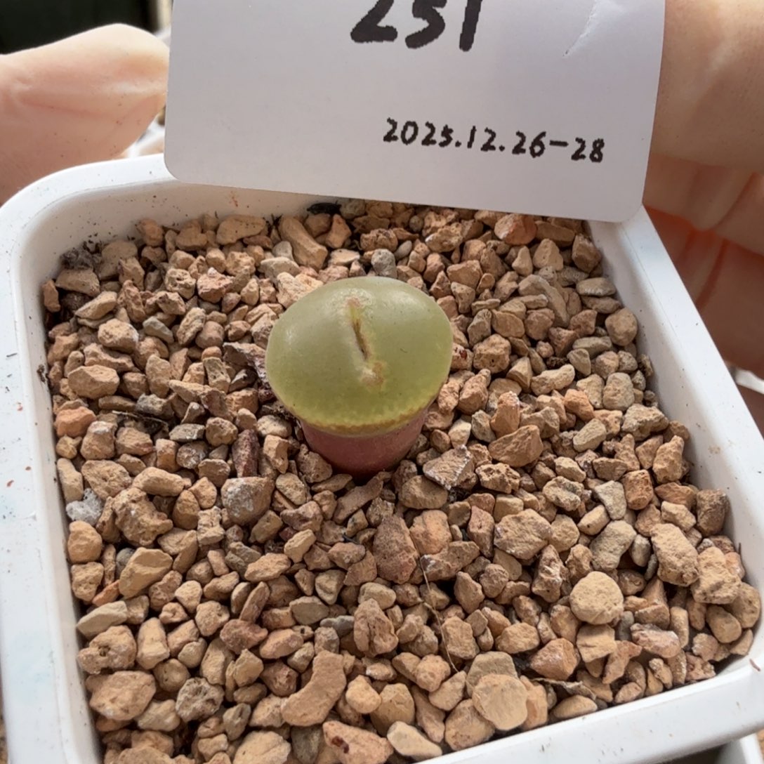 多肉多肉多肉12-251粉女