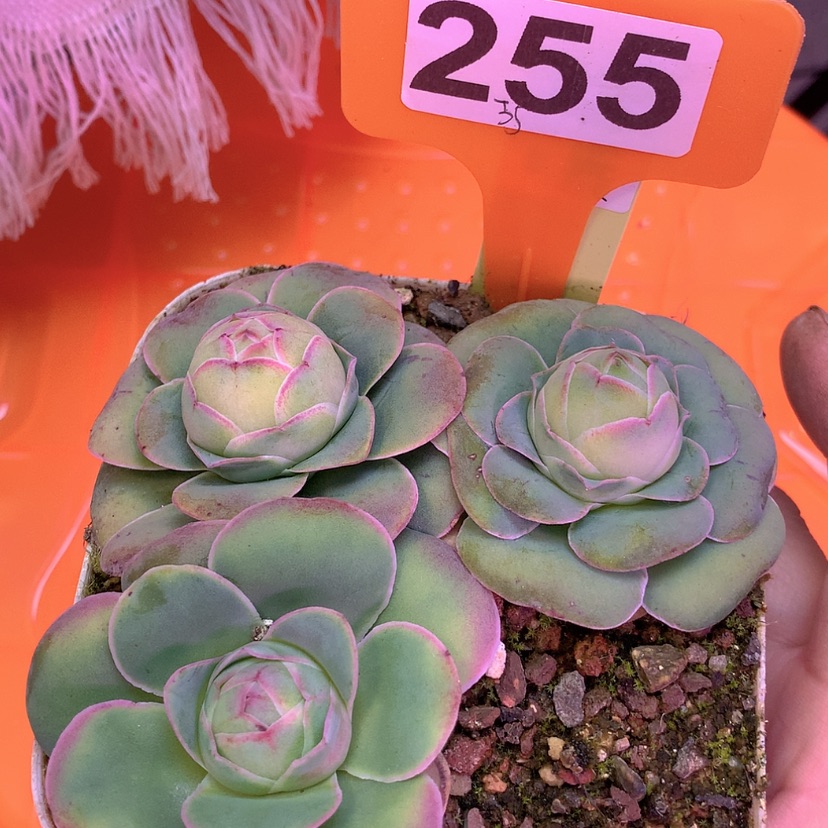 【闪购商品】yjj255三颗福利