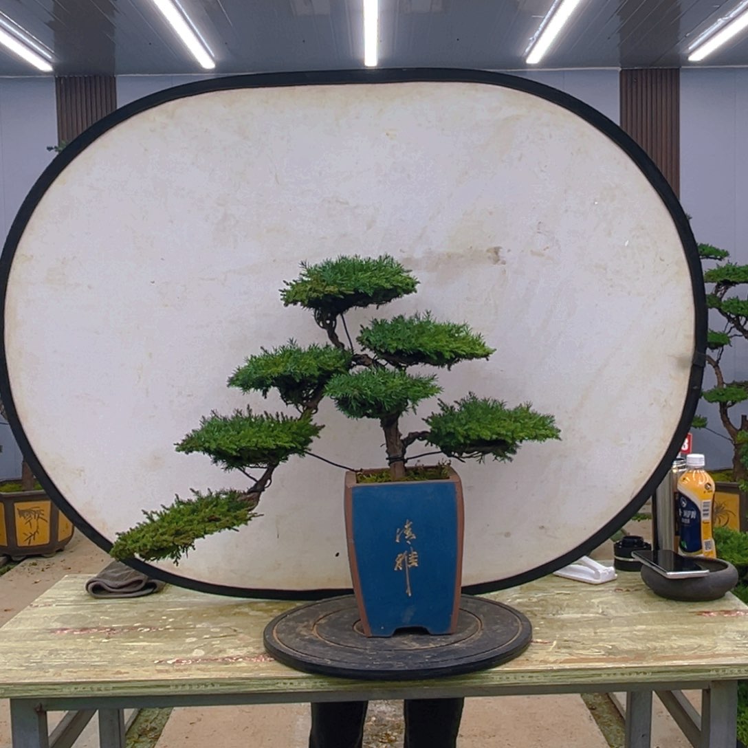 盆景龙爪松造型盆景