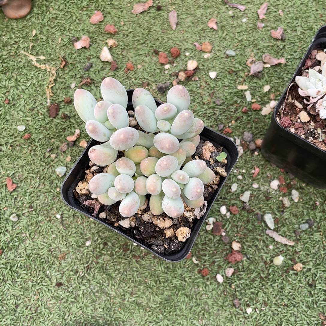 溜溜球奶酪多肉植物