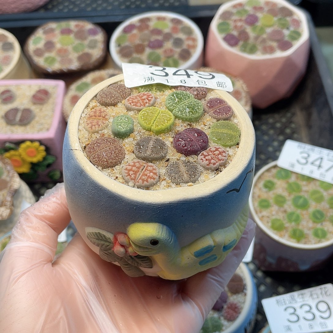 相遇开播福利349