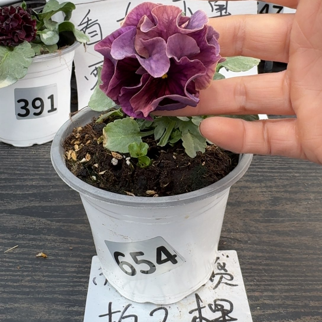 全部花朵654号棕榈泉