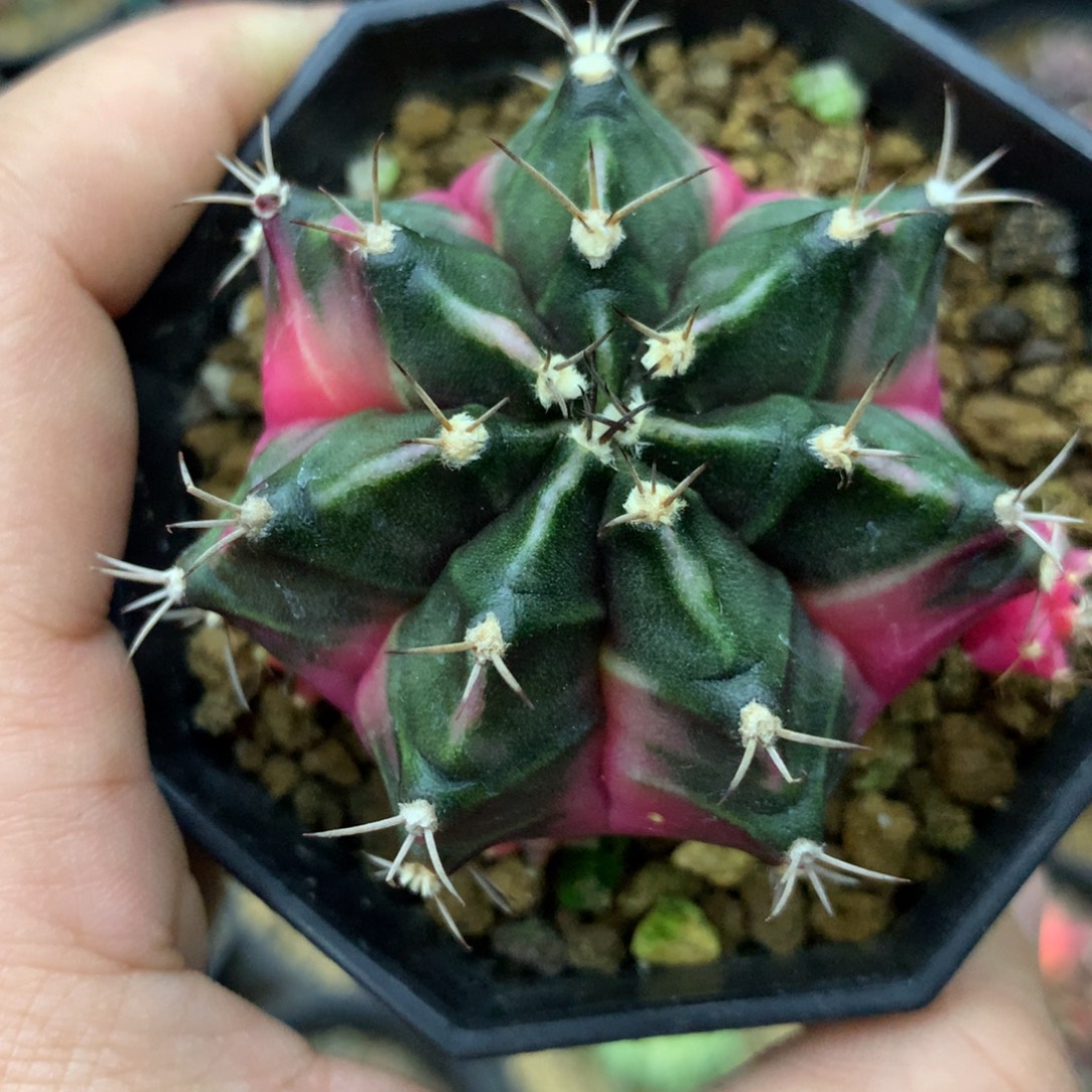 北****仙人球米哈泡泡侧牙