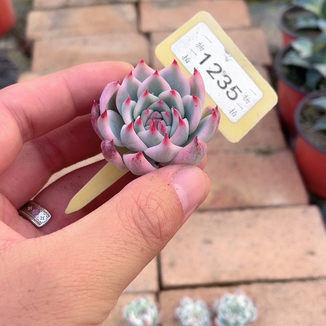 *****1235号多肉植物盆栽