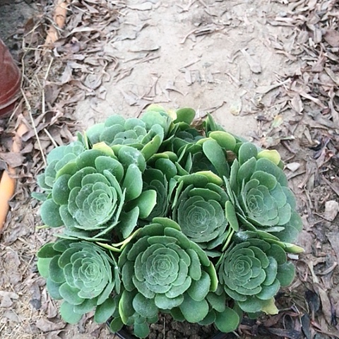 ****意绿玫瑰法师多肉植物9