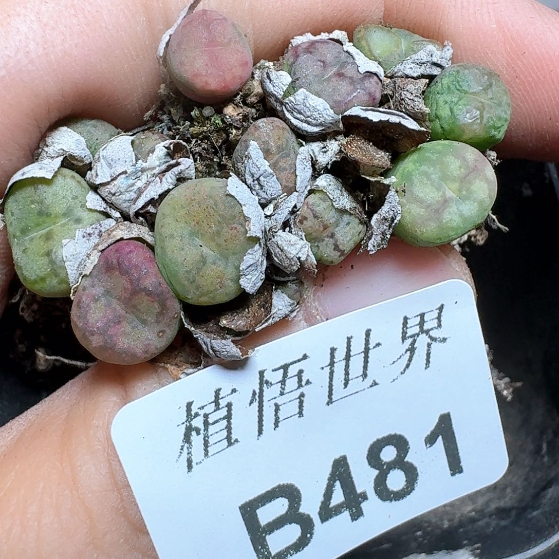 481号多肉植物哇f g