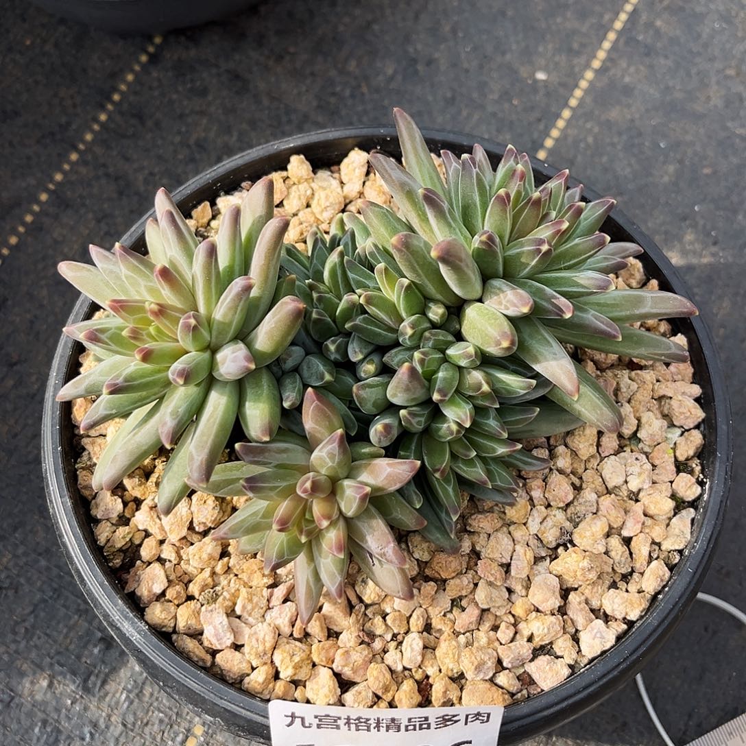 一物一拍11506梵高