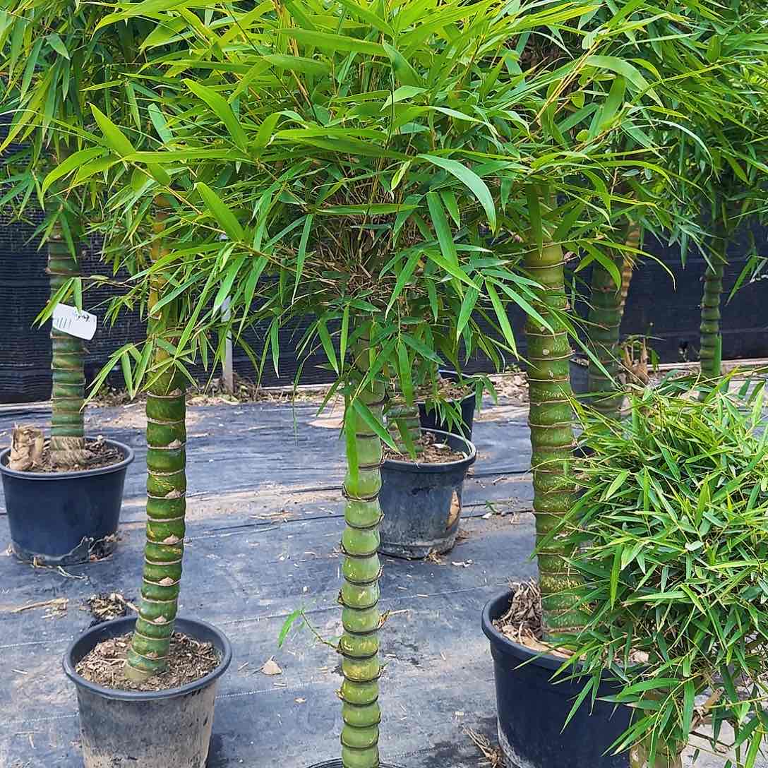 红陶佛肚竹888888