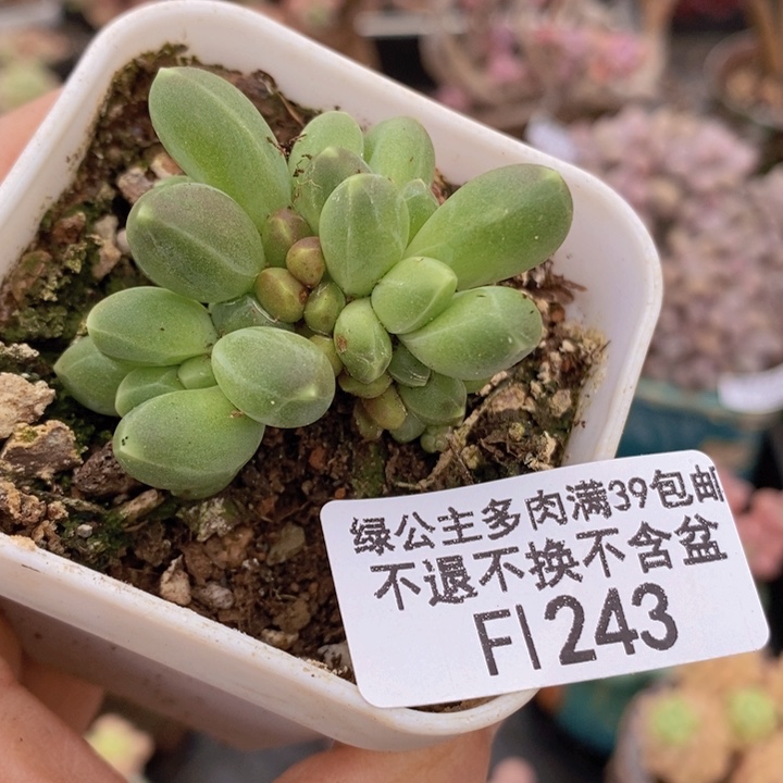 糖果美人4cm243多肉植物