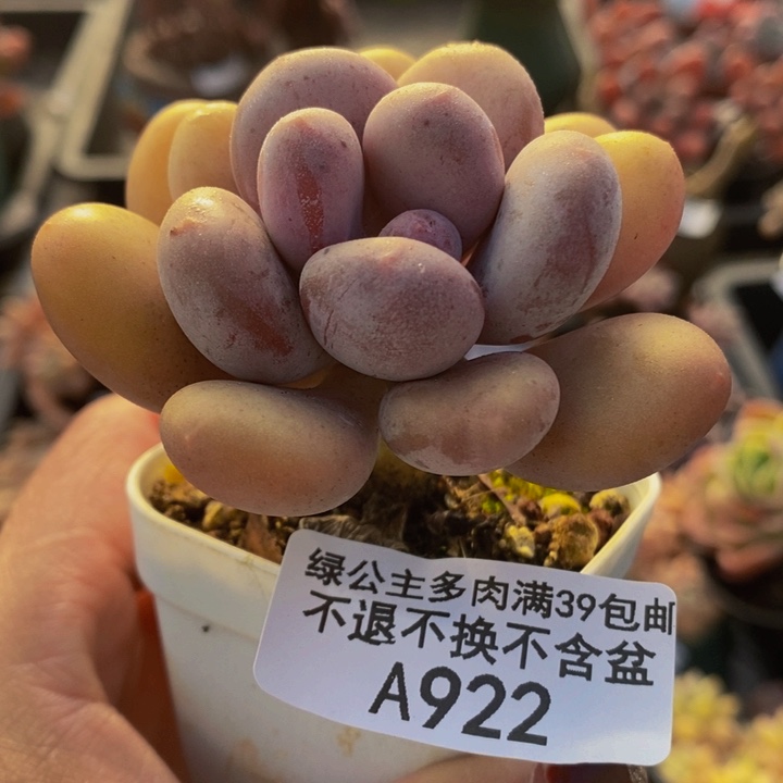 鸡蛋奶6cm922多肉植物