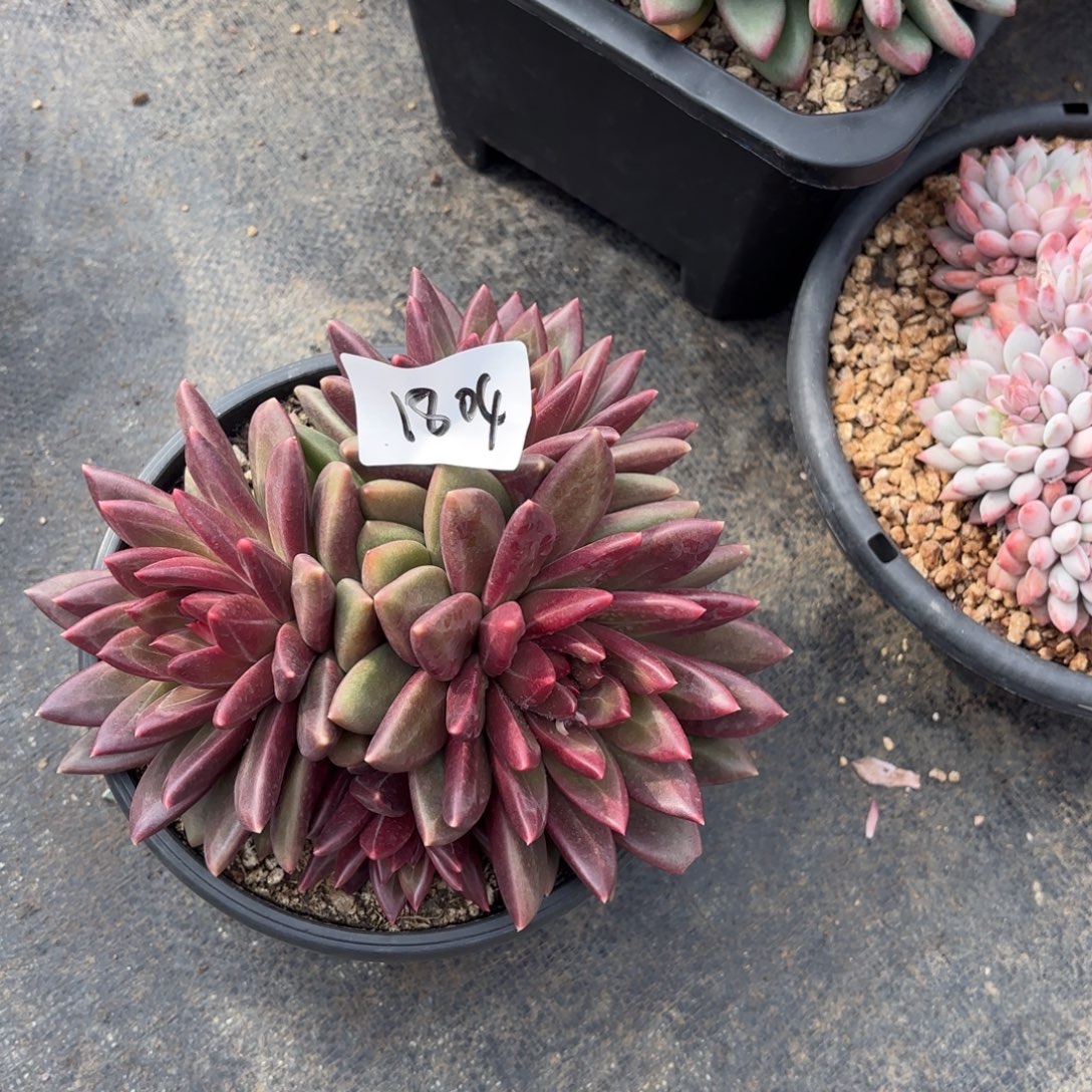 1804迷雾泡泡多肉植物