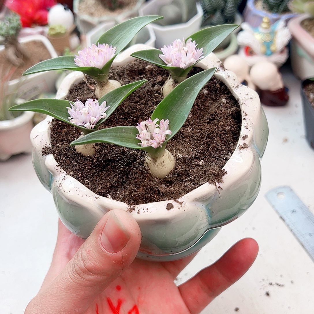 剑叶力金花多肉植物