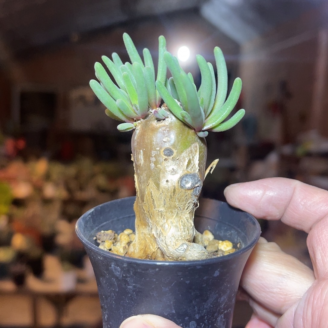 实生淡清霜块根一物一拍