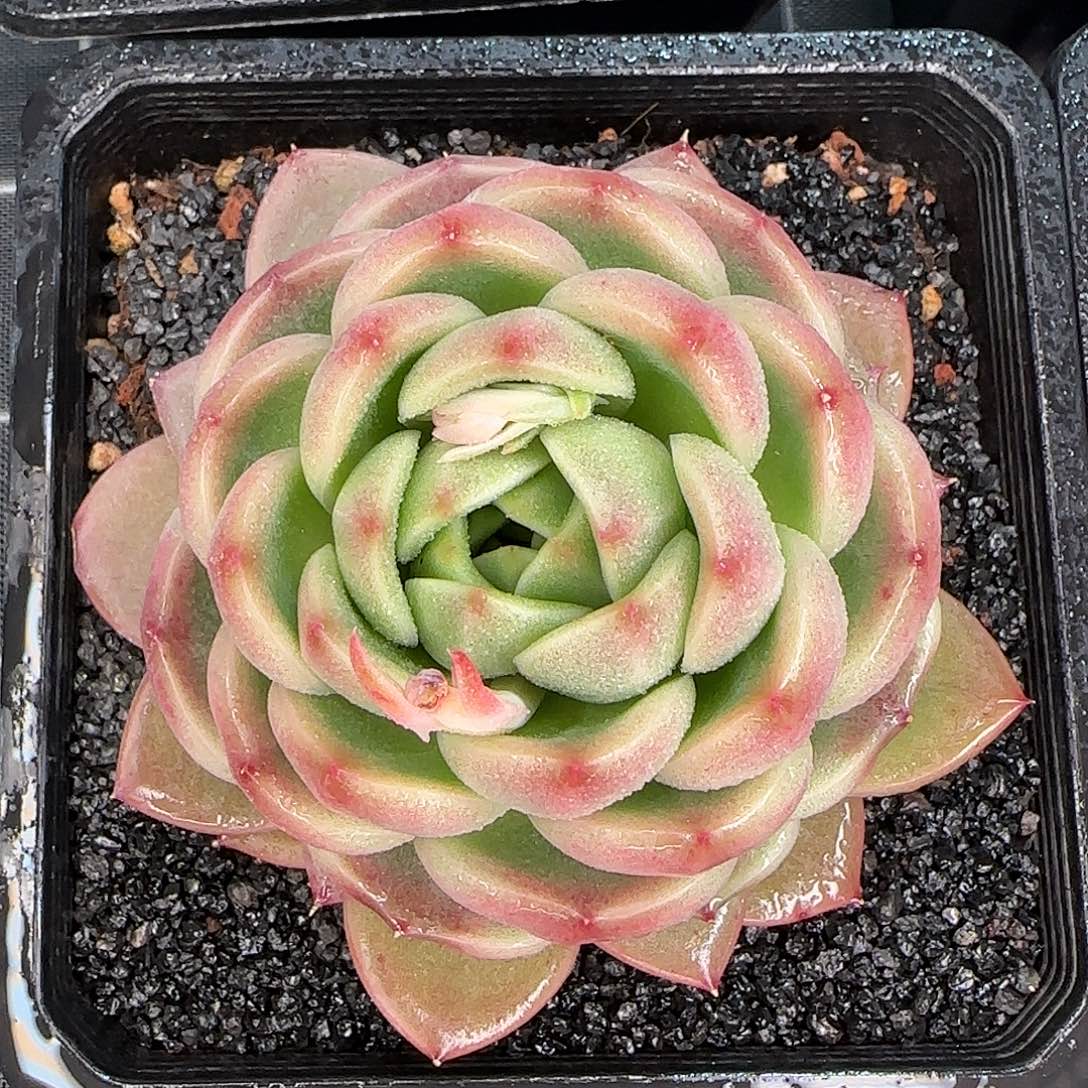 从前慢甄选多肉编号大号皮埃拉珍妮