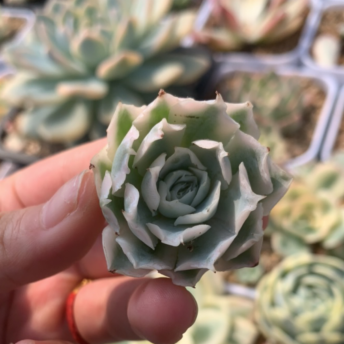 蓝丝绒蕾丝边腹轮锦
