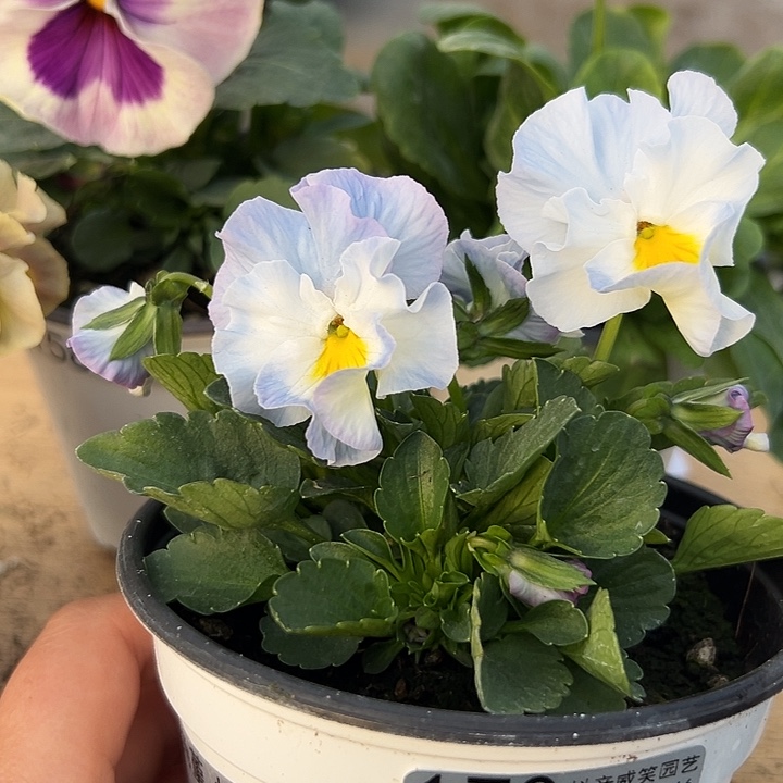 红陶抖音直播闪拍170