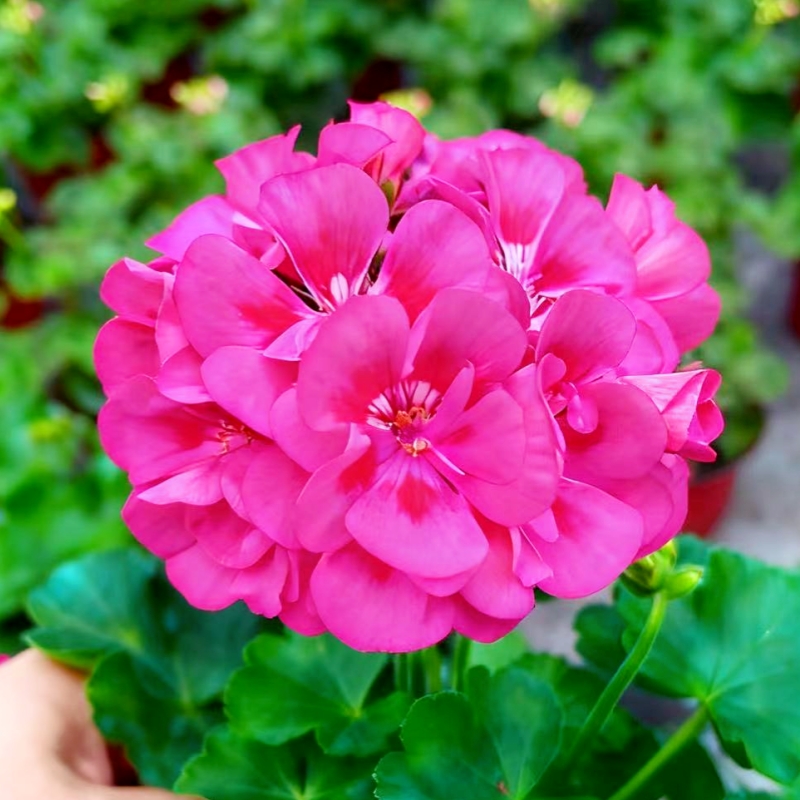 【紫红闪耀】直立 带花苞 多分支精品天竺葵原盆原土多季开花对版