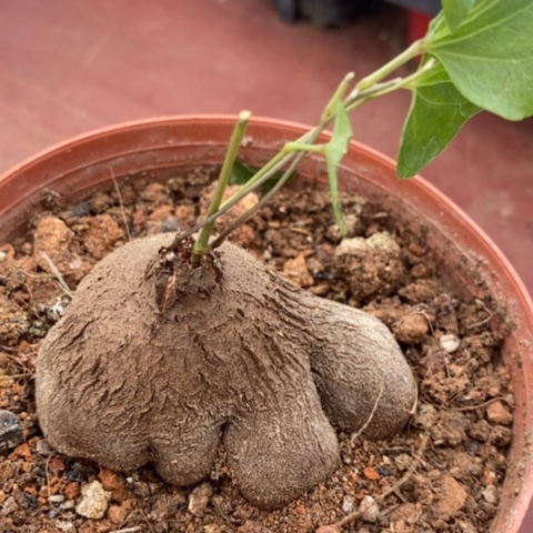 南非象足龟6仙人球