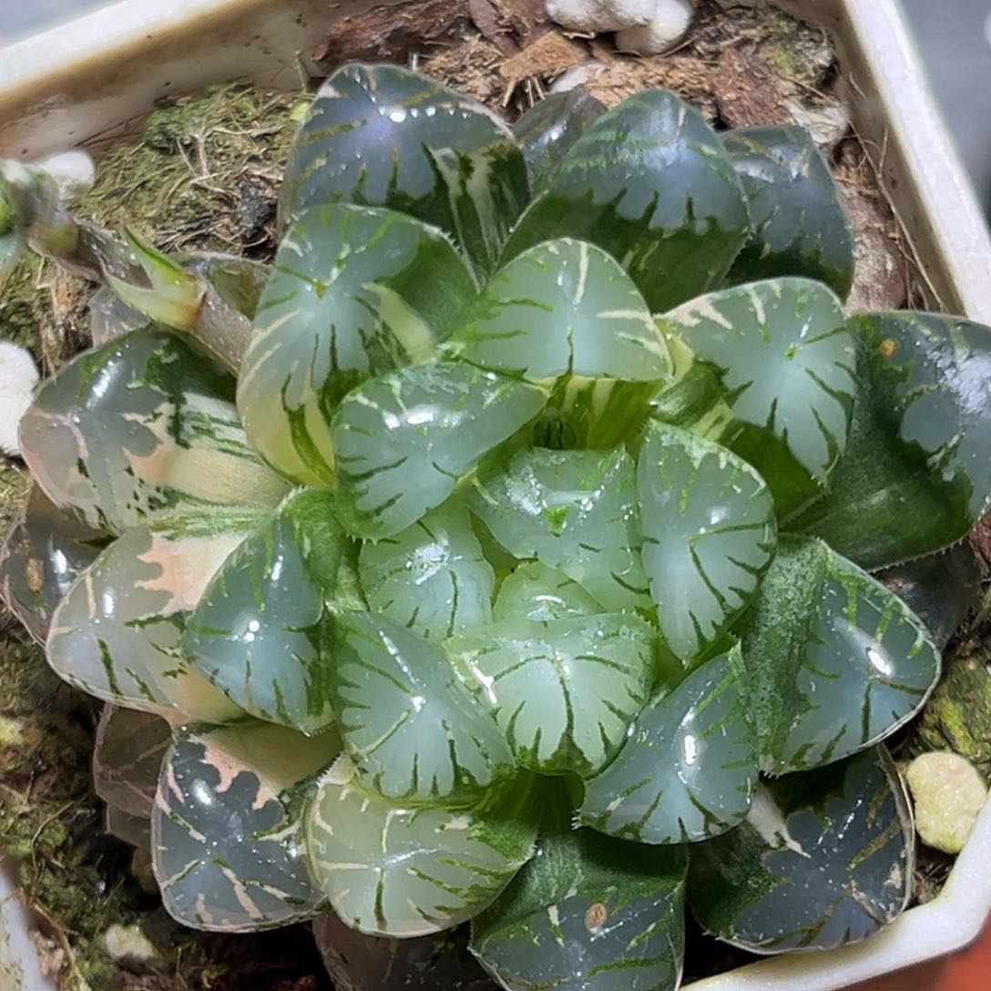 恭喜发财大吉大利0056卜卜紫