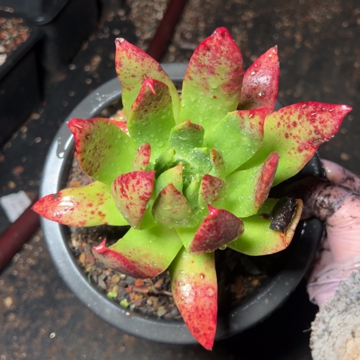 266个哈哈哈哈哈哈哈哈多肉