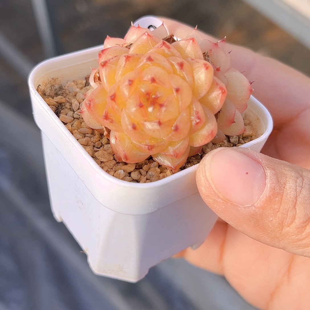 729 熊猫珍妮 满18包邮