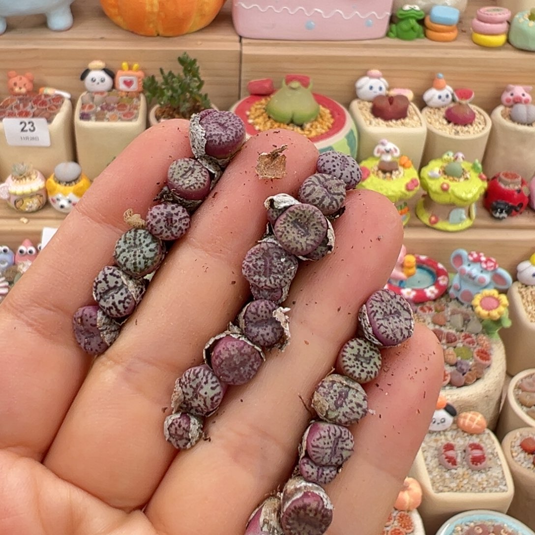 i***多肉植物52号再挖5个安贞