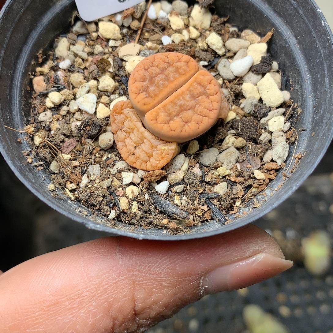 G217多肉植物保护研究所