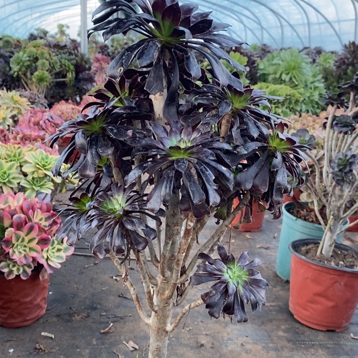 墨法多肉植物34。  