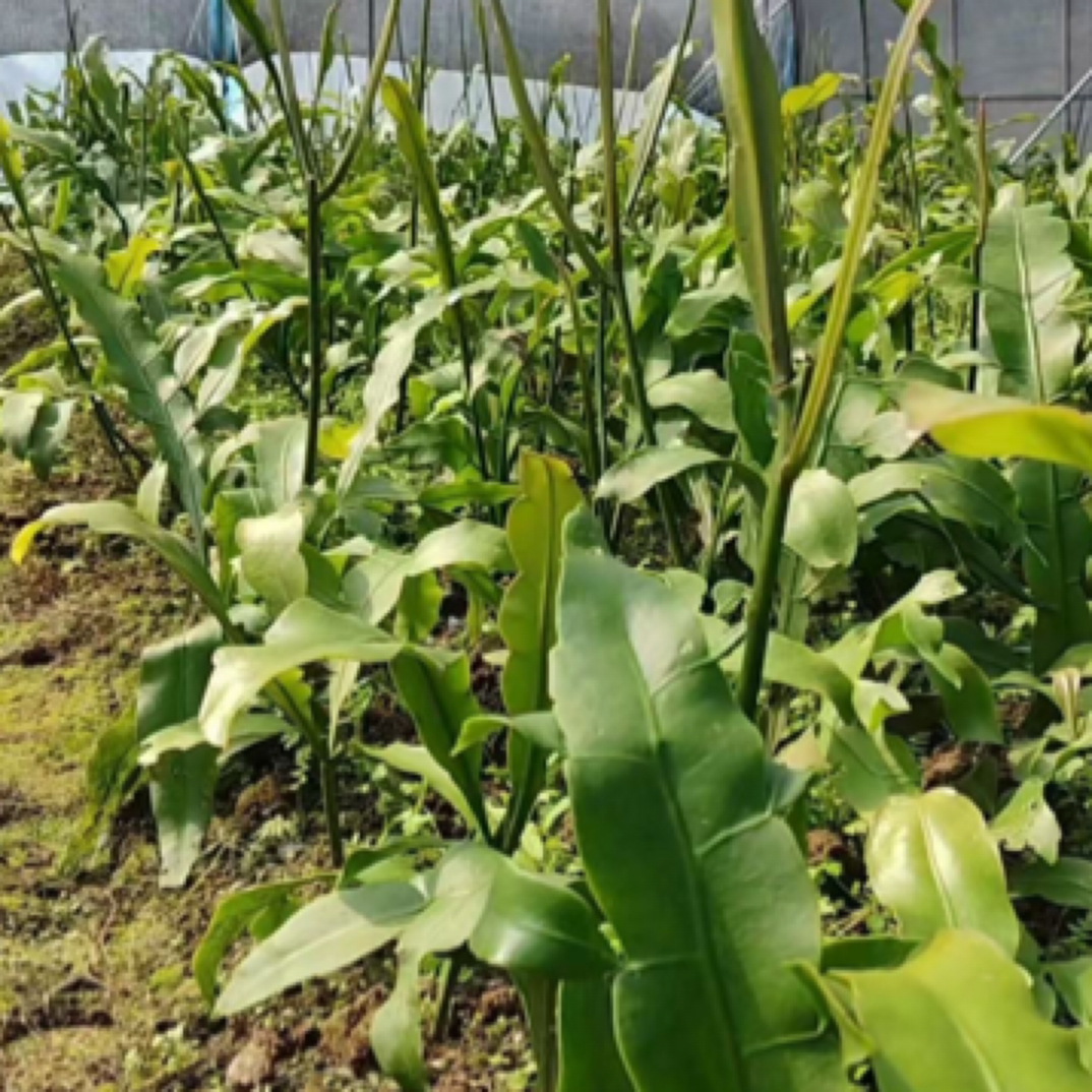 昙花多价格专用链接