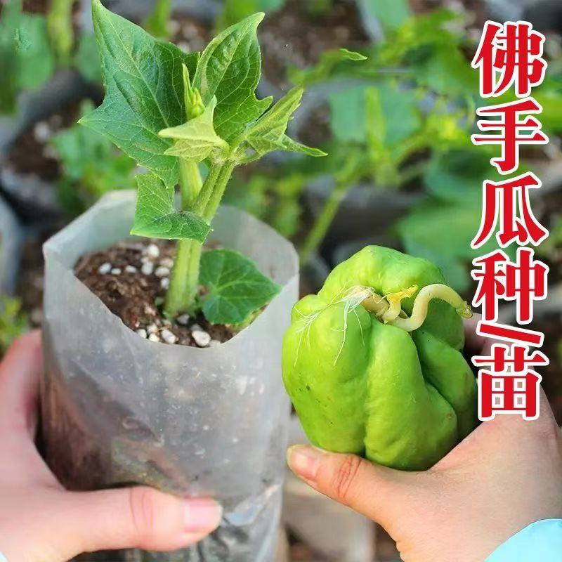 【佛手瓜2】优质高产佛手瓜苗带芽发货田园庭院种植可食茎基地直发