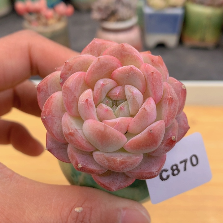 一物一拍满38包邮 C870