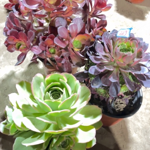 223多肉植物组合