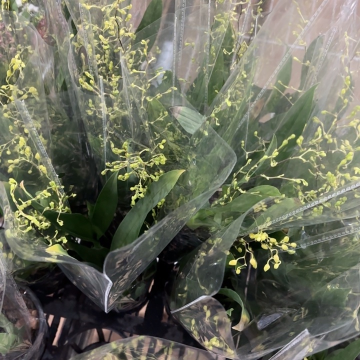 全部花苞米色梦乡兰