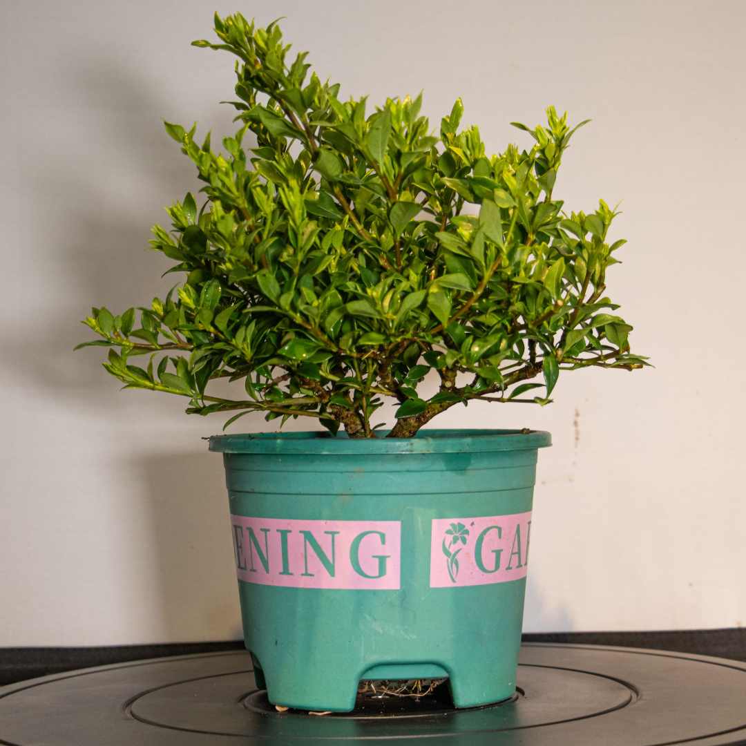 栀子花八年老桩多季开花勤花绿植老桩造型庭院室内外好养摆放养护