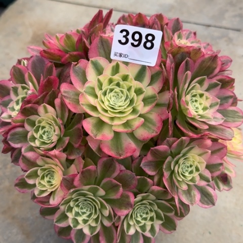 398玉资22厘米左右