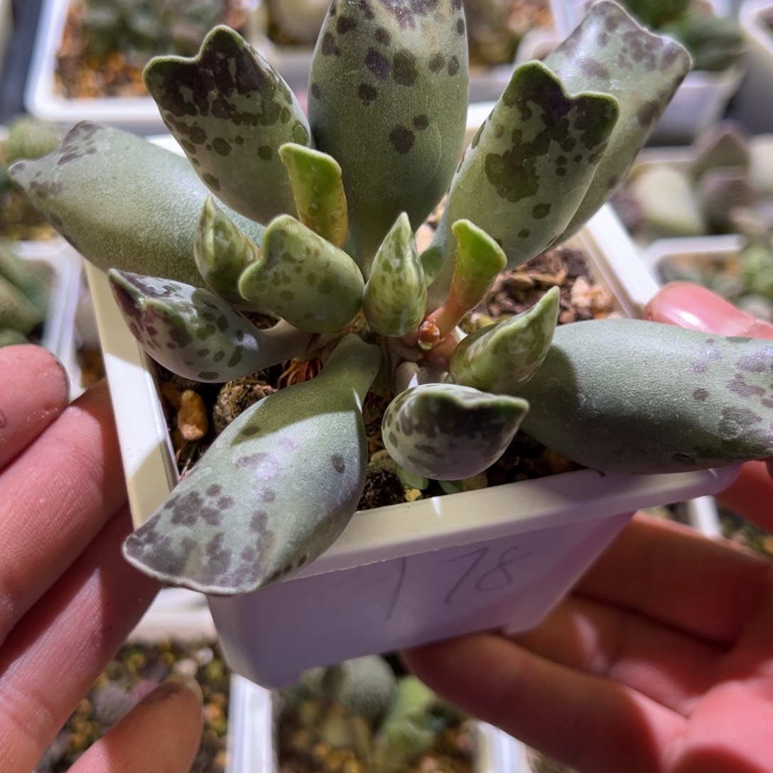 10方盆猫耳海豹多肉植物水泡